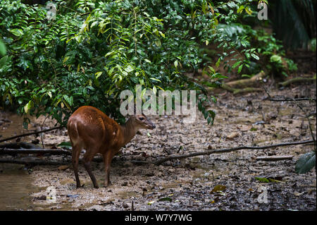 Red Deer brocket (Mazama americana) mâle à saltlick. Le Parc National yasuní, forêt amazonienne, en Equateur. L'Amérique du Sud. Banque D'Images