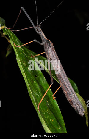 Walking stick insect (Pseudophasma sp) Le Parc National Yasuní, forêt amazonienne, en Equateur, en Amérique du Sud. Banque D'Images