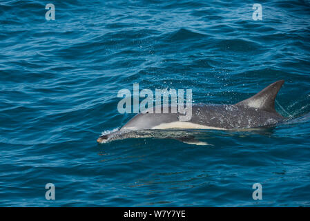 Dauphin commun à long bec (Delphinus capensis) se nourrissant dans Sardine run. Eastern Cape, Afrique du Sud. Banque D'Images