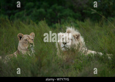 White (leucistic) lion (Panthera leo) et lionne Inkwenkwezi Private Game Reserve. Eastern Cape, Afrique du Sud. Élevage en captivité. Banque D'Images