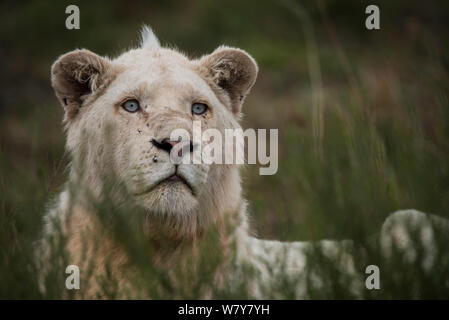 White (leucistic) lion (Panthera leo) Inkwenkwezi Private Game Reserve. Eastern Cape, Afrique du Sud. Élevage en captivité. Banque D'Images
