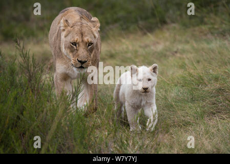 White (leucistic) lion (Panthera leo) d'oursons avec la mère à marcher derrière, Inkwenkwezi Private Game Reserve. Eastern Cape, Afrique du Sud. Élevage en captivité. Banque D'Images