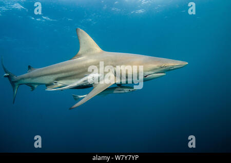 Requin à Pointe Noire océanique (Carcharhinus limbatus) avec Remora remora Remora (d'Umkomaas). Le KwaZulu Natal, Afrique du Sud. Banque D'Images