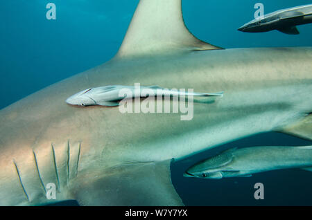 (Remora Remora remora) joint à Oceanic requins pointes noires (Carcharhinus limbatus). d'Umkomaas Le KwaZulu Natal, Afrique du Sud. Banque D'Images