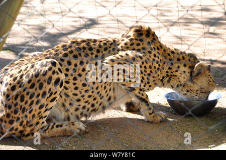 L'alimentation d'un guépard capturé dans le cadre Cheetha Conservation Foundation Center près de Otjiwarongo Banque D'Images