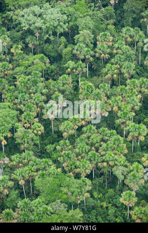 Vue aérienne de palmiers Moriche (Mauritia flexuosa) espèce d'arbre dominante de Blackwater des marécages. Le Parc National yasuní, Amazon Rainforest, Equateur, Amérique du Sud Banque D'Images