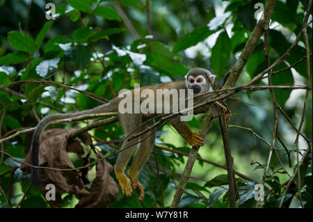 Politique singe écureuil (Saimiri sciureus) Le Parc National Yasuní, forêt amazonienne, en Equateur, en Amérique du Sud. Banque D'Images