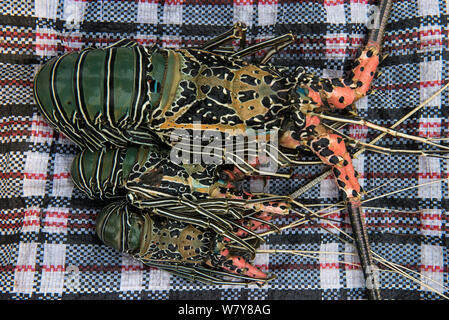 Peint les langoustes (Panulirus versicolor) pour la vente, marché de fruits de mer de Suva, Viti Levu, Fidji, Pacifique Sud, avril 2014. Banque D'Images