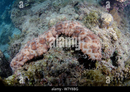 Épinoche tachetée (holothuries Bohadschia graeffei) sur les récifs coralliens, les Îles Fidji, Pacifique Sud. Banque D'Images