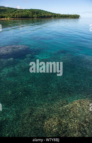 Banc de fusiliers (Pterocaesio sp) nager près de la surface. L'île de Koro, Fidji, Pacifique Sud. Banque D'Images