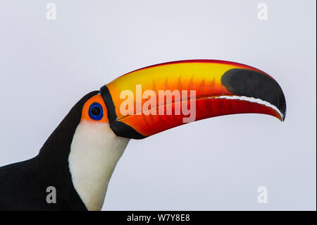 Toucan Toco (Ramphastos toco) portrait. Le nord du Pantanal, Mato Grosso, Brésil. Banque D'Images