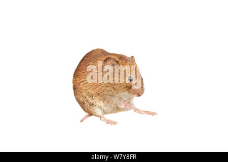 Campagnol roussâtre (Clethrionomys glareolus), jardin dans le Worcestershire, Royaume-Uni, juillet. meetyourneighbors.net project Banque D'Images