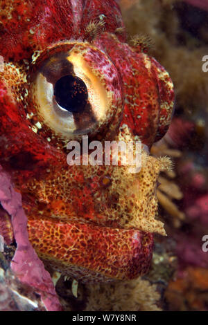 Portrait de lord irlandais rouge (Hemilepidotus hemilepidotus), Alaska, United States, océan Pacifique Nord. Banque D'Images