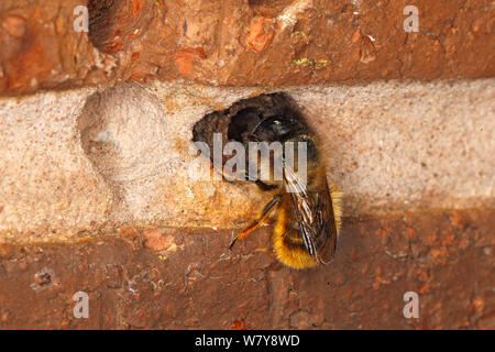 Abeille maçonne rouge (Osmia rufa) nid d'étanchéité trou dans mur de brique. Cheshire UK, mai. Banque D'Images