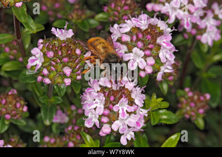 Abeille maçonne rouge (Osmia bicornis) femelle se nourrissant de thym (Thymus sp) des fleurs dans le jardin. Cheshire, Royaume-Uni, mai. Banque D'Images