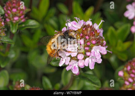 Abeille maçonne rouge (Osmia bicornis) mâle se nourrissant de thym (Thymus sp) des fleurs dans le jardin. Cheshire, Royaume-Uni, avril. Banque D'Images