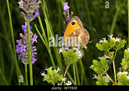 Pyronia tithonus papillon (gatekeeper) se nourrissant de l'origan (Origanum vulgare) fleurs dans le jardin. Cheshire, Royaume-Uni, juillet. Banque D'Images