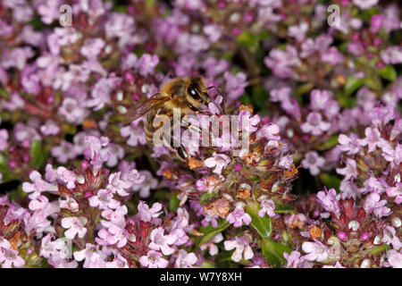 Abeille à miel (Apis mellifera) se nourrissant de thym (Thymus sp) des fleurs dans le jardin. Cheshire, Royaume-Uni, juin. Banque D'Images