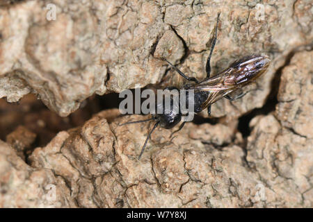 Wasp wasp pucerons / sphecid (Pemphredon sp) retour au terrier de nidification dans le bois mort d'arbre de chêne, Gloucestershire, Royaume-Uni, octobre. Banque D'Images