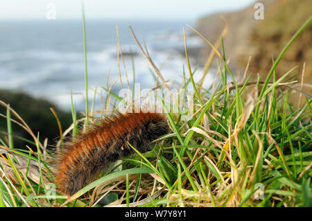 Fox Moth Macrothylacia rubi (caterpillar) ramper le long de falaise herbeuses, près de Bude, Cornwall, UK, mars. Banque D'Images