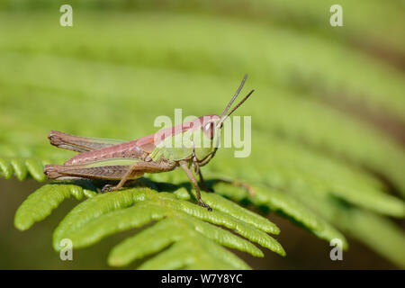 Meadow grasshopper (Chorthippus parallelus) pink-nymphe de phase reposant sur une fronde de fougère, Studland Heath, Dorset, UK, juillet. Banque D'Images