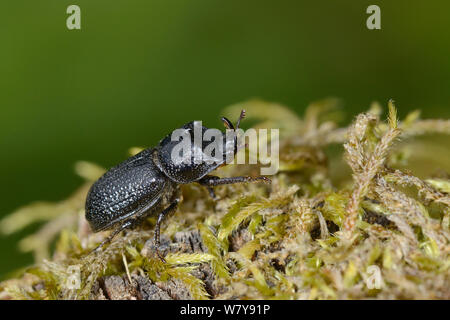 Du scarabée rhinocéros (Sinodendron cylindricum) d'hommes marchant sur une souche d'arbre couverts de mousse, Dorset, UK forestiers, juin. Banque D'Images