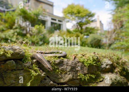 Ver lent (Anguis fragilis) au soleil sur un mur de jardin, Wiltshire, Royaume-Uni, juillet. Banque D'Images