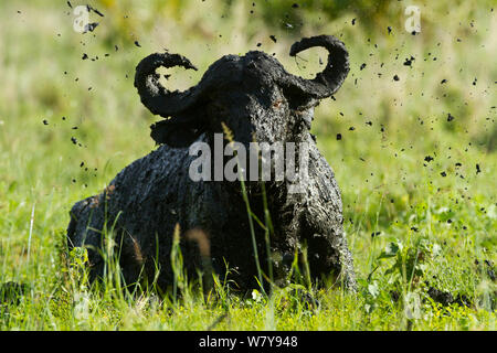 Homme d'Afrique (Syncerus caffer) avoir un bain de boue, de jeter de la boue, le Parc National de Meru, au Kenya. Mai. Banque D'Images