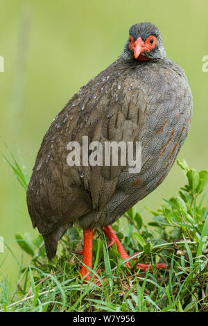 Francolin à bec rouge (Pternistis adspersus) debout dans la pluie, Masai-Mara Game Reserve, Kenya. Mars. Banque D'Images