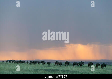 Le Gnou (Connochaetes taurinus) troupeau marchant dans une ligne dans la pluie au coucher du soleil, Masai-Mara Game Reserve, Kenya. Septembre. Banque D'Images