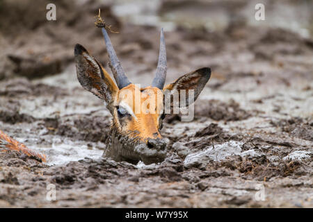 Jeune mâle Impala (Aepyceros melampus) bloque le cou-enfoncés dans la boue, Masai-Mara game reserve, Kenya. Mars. Banque D'Images