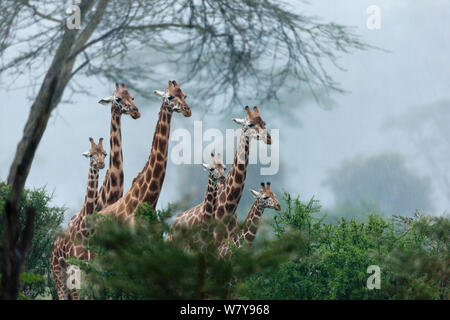 Baringo Girafe (Giraffa camelopardalis rothschildi) groupe debout dans la pluie et dans la brume, le parc national de Nakuru, au Kenya. Février. Banque D'Images