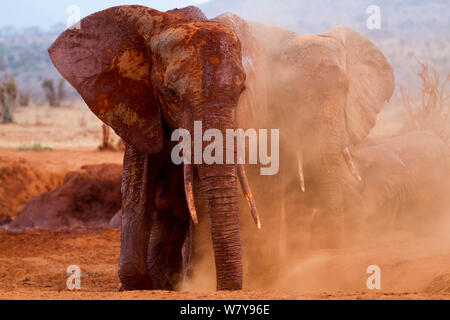 L'éléphant africain (Loxodonta africana) avoir un bain de poussière dans un trou d'eau, l'Est de Tsavo National Park, Kenya. En août. Banque D'Images