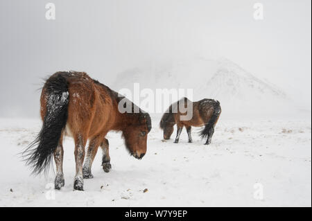 La baie deux chevaux Islandais dans la neige, Péninsule de Snæfellsnes, l'Islande, mars. Banque D'Images