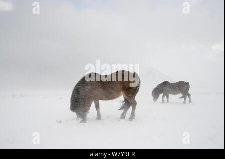 La baie deux chevaux Islandais à se nourrir dans la neige, Péninsule de Snæfellsnes, l'Islande, mars. Banque D'Images