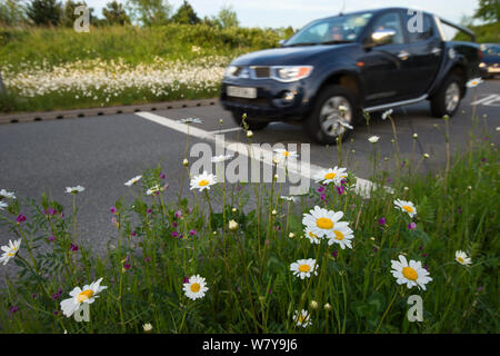 Ox-eye daisies (Leucanthemum vulgare) croissant sur la route point à côté de bretelle autoroute, Maidstone, Kent, UK, avril. Banque D'Images