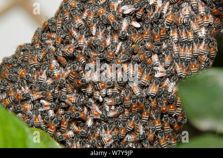 L'abeille naine (Apis florea) s'installèrent sur l'essaim, l'usine peut, Oman Banque D'Images