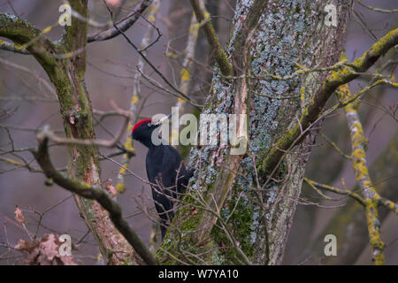 Pic noir (Dryocopus martius), homme, Rothenburg, Allemagne. Mars. Banque D'Images