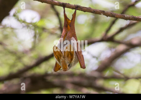 Yellow-winged bat (Lavia frons Ndutu), Tanzanie. Banque D'Images