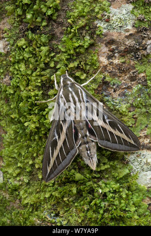 (Hyles livornica sphynx à rayures) reposant, Parc National des Pyrénées, France. De juin. Banque D'Images