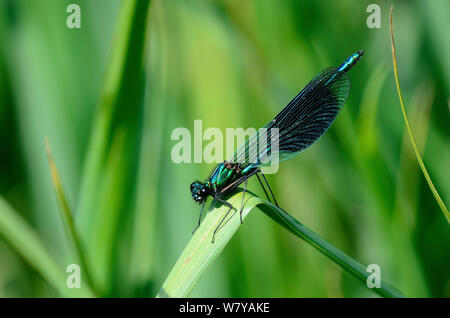 Demoiselle (Calopteryx splendens bagués) mâle au repos, Hampshire, Royaume-Uni, juin. Banque D'Images