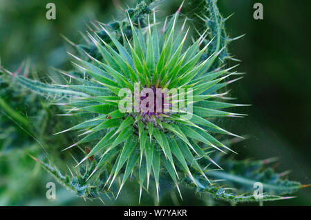 Le musc chardon (Carduus nutans) de l'IUN, Portland, Dorset, Angleterre, juin. Banque D'Images