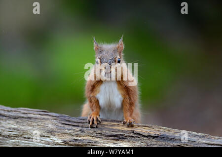 L'écureuil roux (Sciurus vulgaris) adulte en posture d'alerte, l'île de Brownsea, Dorset, Royaume-Uni, février. Banque D'Images