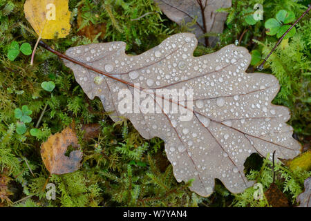 Chêne sessile (Quercus petraea) feuille avec des gouttes de pluie. Le Nord du Pays de Galles, octobre. Banque D'Images