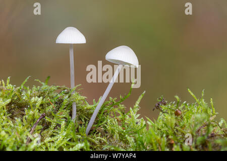 Blanc bonnet de traite (Mycena galopus var. candida) Peak District, Derbyshire, Royaume-Uni, octobre. Image prise à l'aide de focus numérique-empilement. Banque D'Images