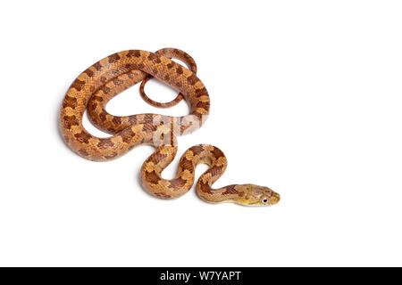 Couleuvre obscure jaune (Pantherophis obsoletus quadrivittata) juvenile sur fond blanc, se produit en Floride Banque D'Images