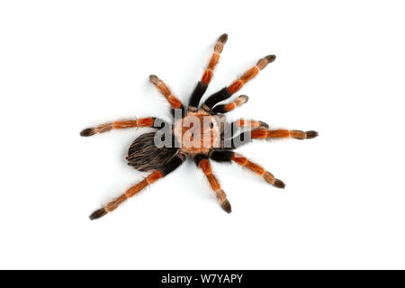 Mexican fireleg tarantula (Brachypelma boehmei) sur fond blanc, endémique de l'État de Guerrero, au Mexique. Banque D'Images