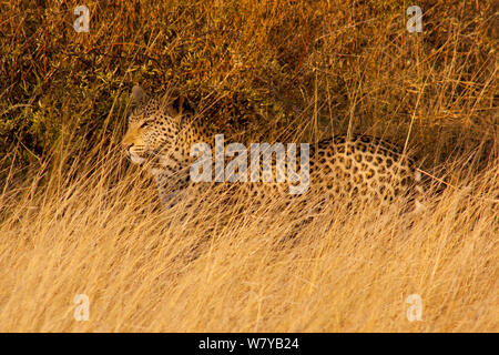 Leopard (Panthera pardus) marche à travers les prairies sèches, Erindi Game Reserve, Namibie Banque D'Images