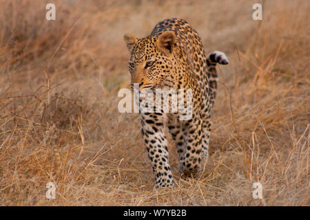 Leopard (Panthera pardus) marche à travers les prairies sèches, Erindi Game Reserve, Namibie Banque D'Images