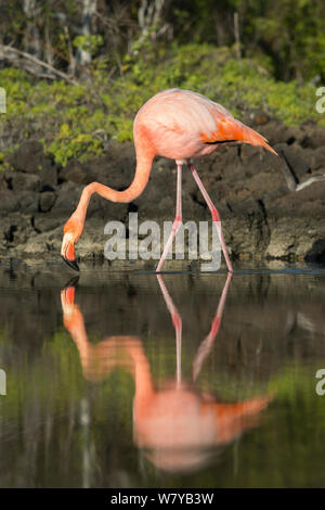 American flamingo (Phoenicopterus ruber) à bord de l'eau, Borrero Bay, île de Santa Cruz, Galapagos, Equateur. Banque D'Images